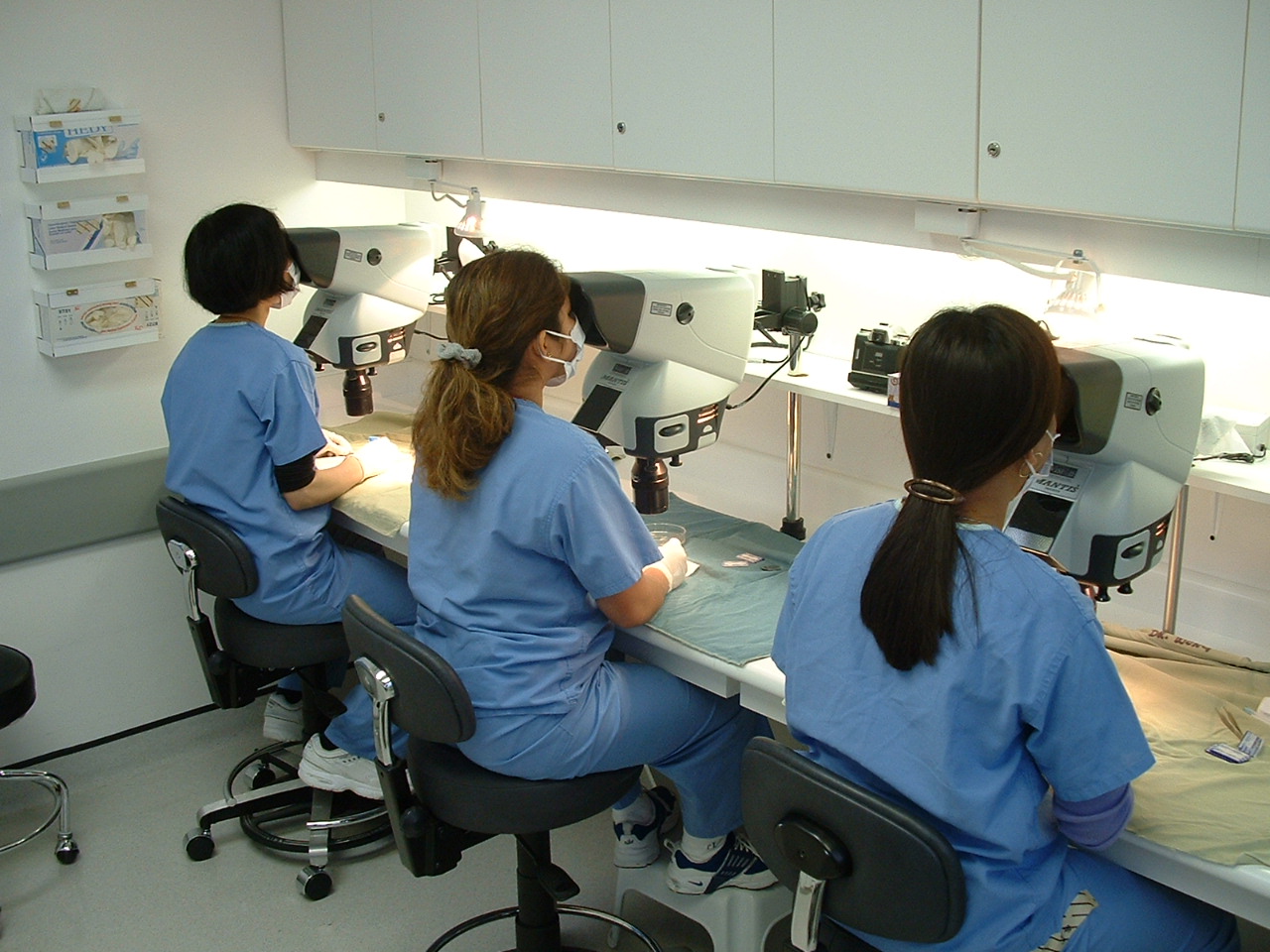 hair transplant surgical team cutting grafts